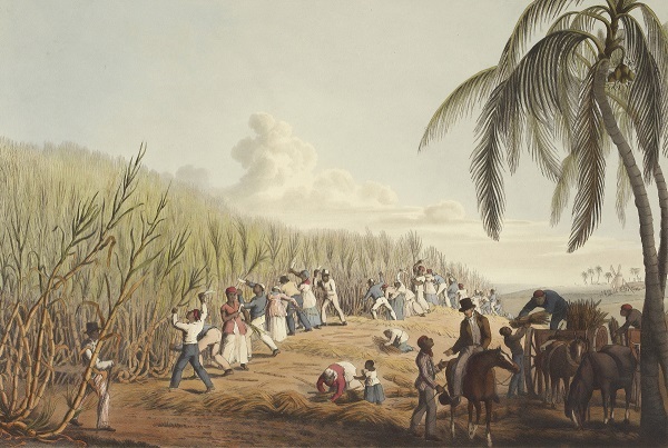 Suikerplantage Antigua Pexels stock Britse kolonie Adviescollege Dialooggroep slavernijverleden Ocan Caribisch